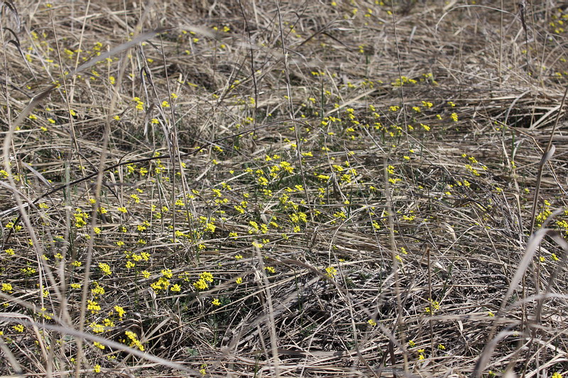 Изображение особи Draba sibirica.