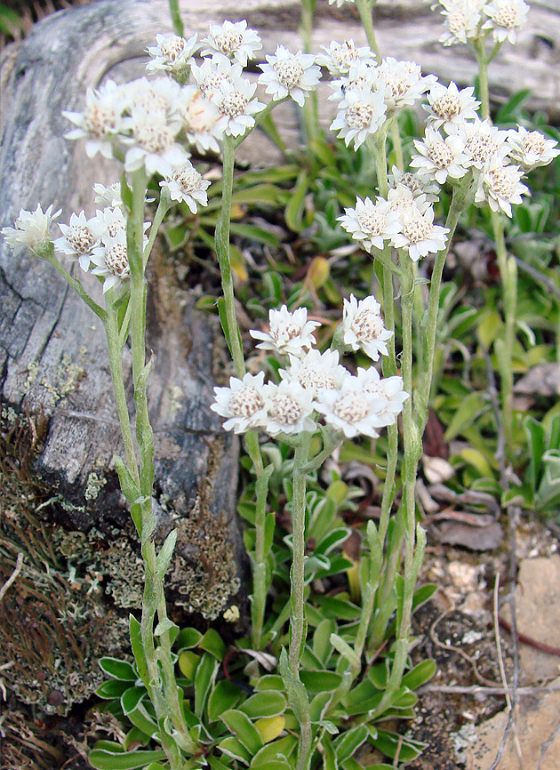 Image of Antennaria dioica specimen.