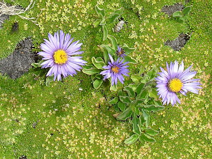 Image of genus Erigeron specimen.