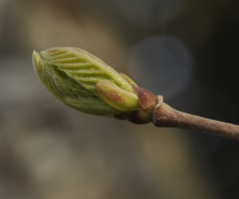 Image of Castanea sativa specimen.