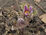 Pulsatilla chinensis