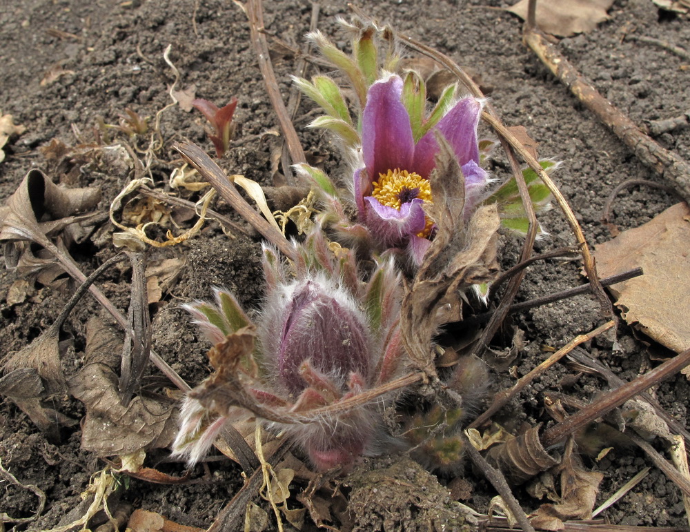 Изображение особи Pulsatilla chinensis.