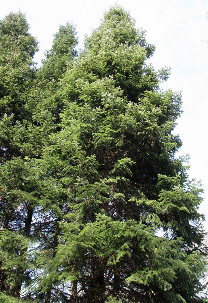 Image of Abies sibirica specimen.