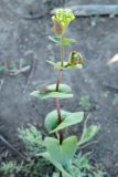 Lepidium perfoliatum