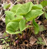 Asarum sieboldii. Цветущее растение. Приморский край, Спасский р-н, окр. с. Хвалынка, долинный ясенёвник. 06.05.2013.