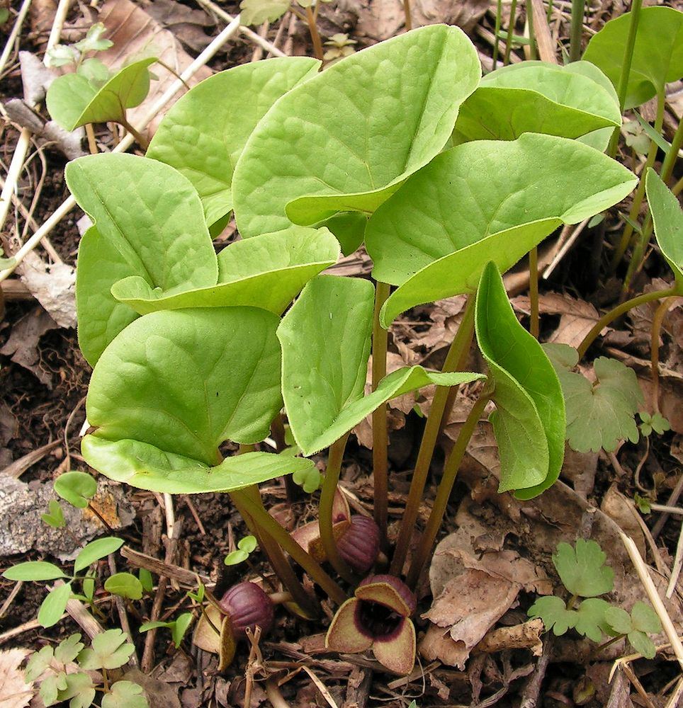 Изображение особи Asarum sieboldii.