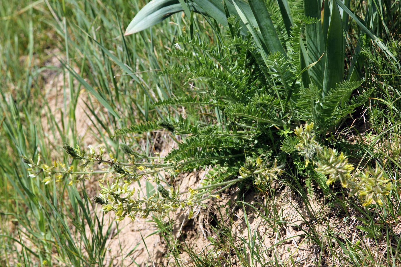 Изображение особи Oxytropis macrodonta.