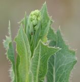 Lactuca virosa