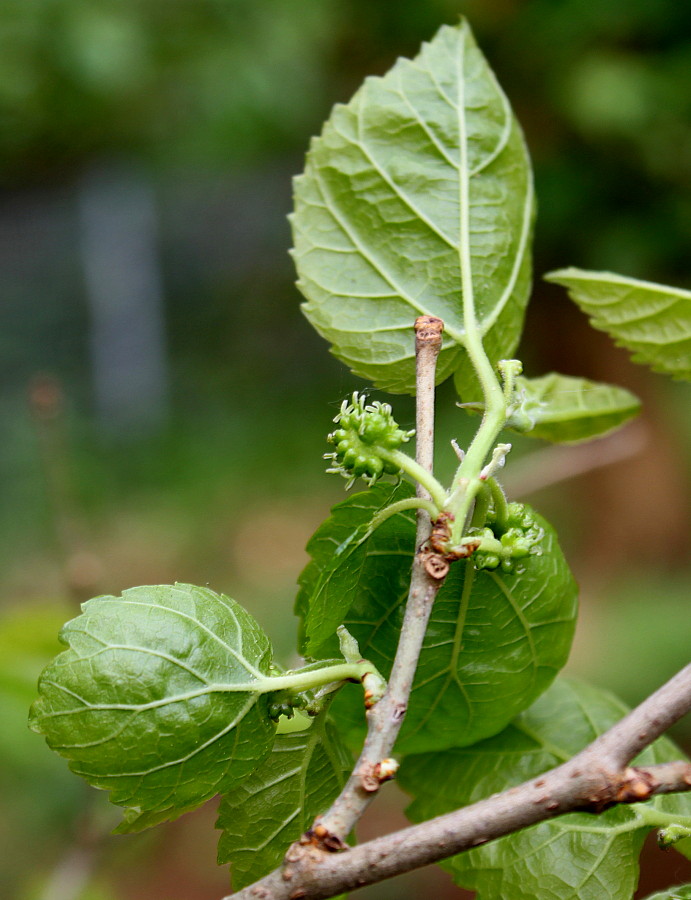 Изображение особи Morus alba.