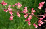 Heuchera × brizoides