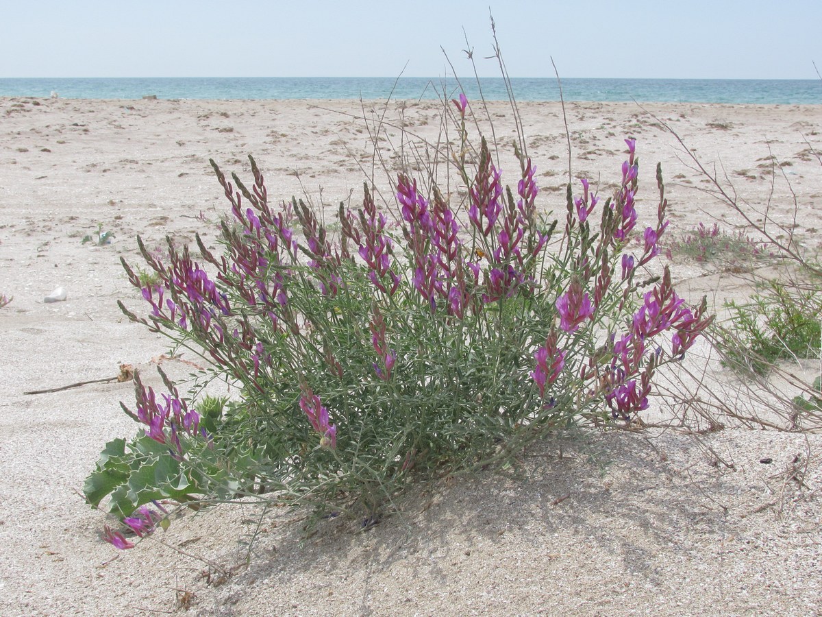 Image of Astragalus varius ssp. eupatoricus specimen.