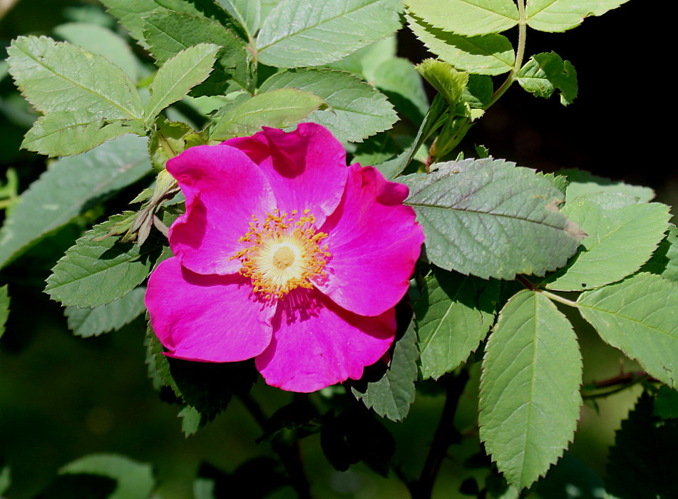 Image of Rosa blanda specimen.