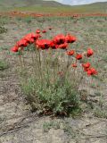 Papaver bipinnatum