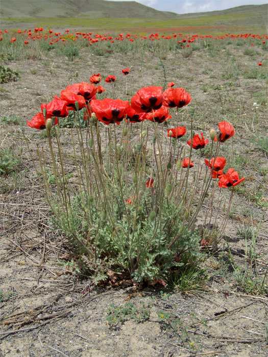 Image of Papaver bipinnatum specimen.