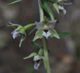 Epipactis helleborine ssp. degenii
