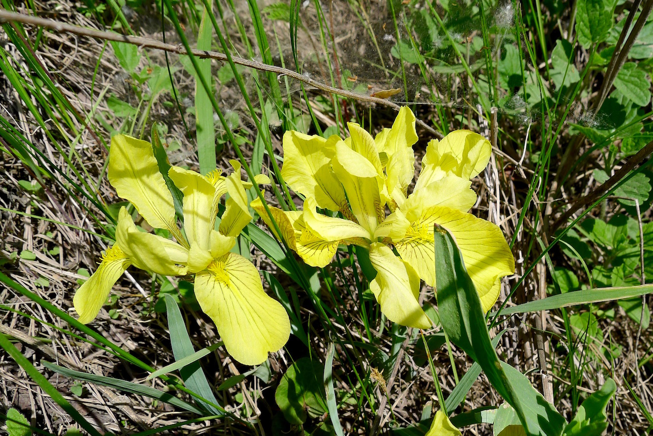 Image of Iris humilis specimen.