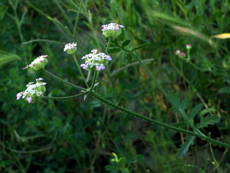 Изображение особи Turgenia latifolia.