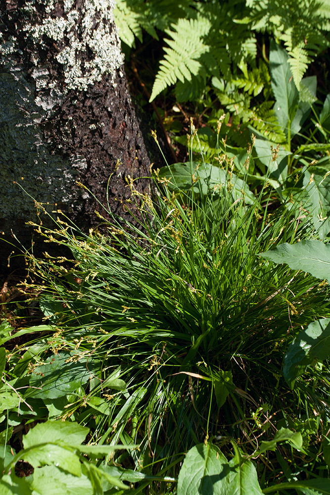 Image of Carex ornithopoda specimen.