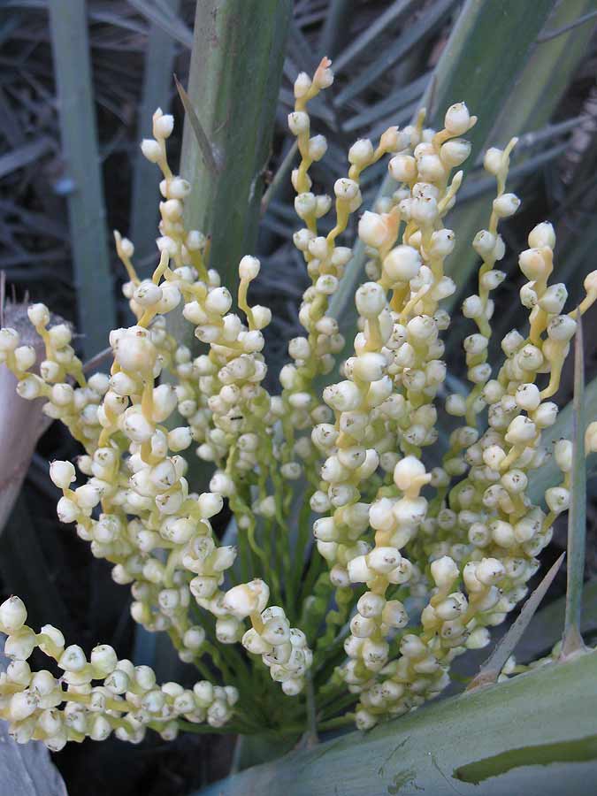 Image of Phoenix dactylifera specimen.