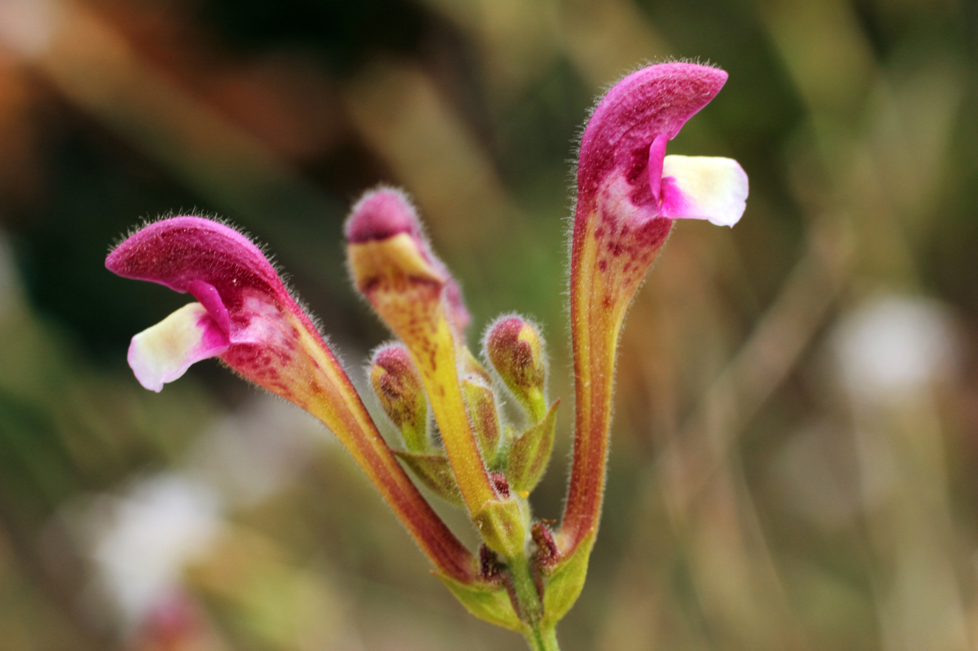 Image of Scutellaria ramosissima specimen.