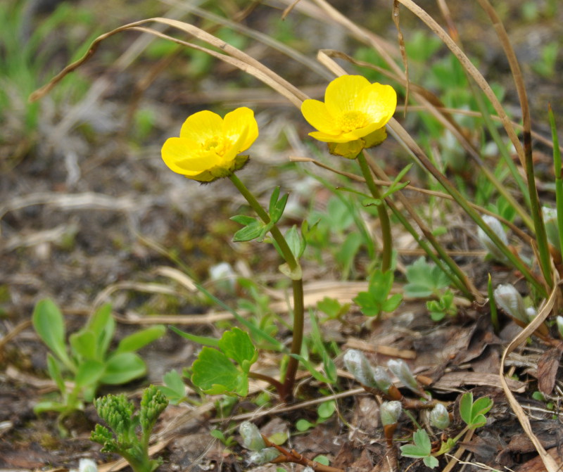 Image of Ranunculus nivalis specimen.