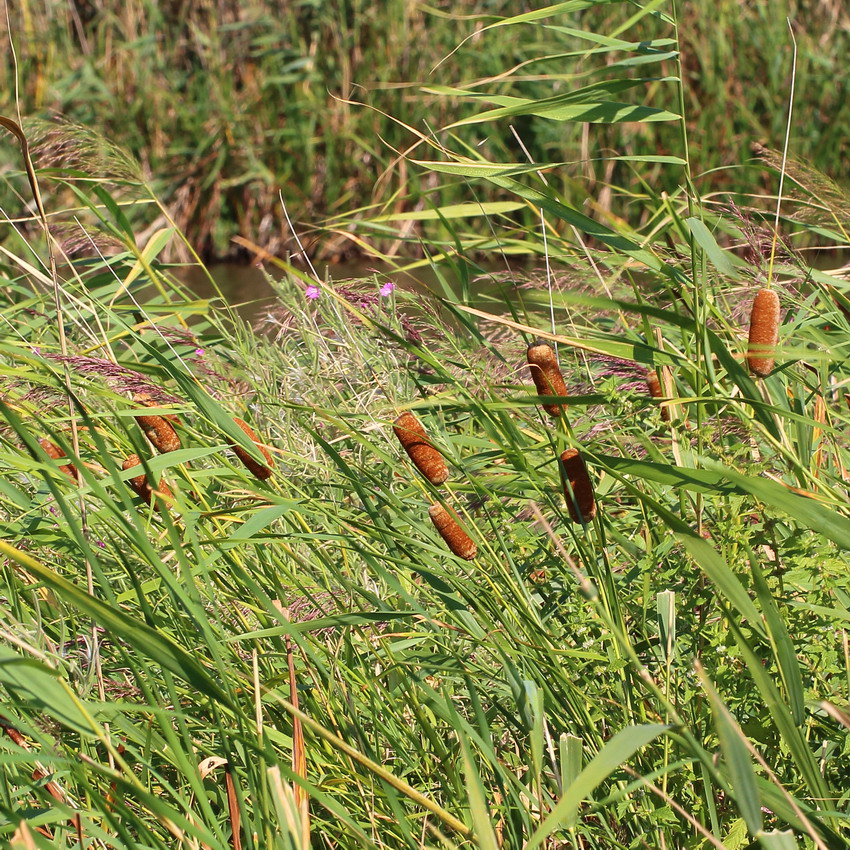 Image of Typha laxmannii specimen.