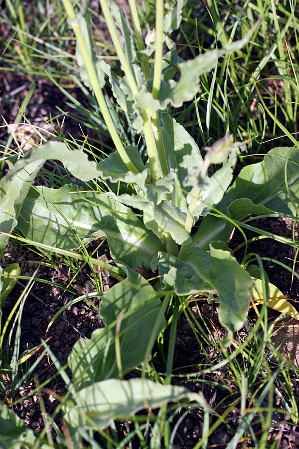 Image of Scorzonera inconspicua specimen.