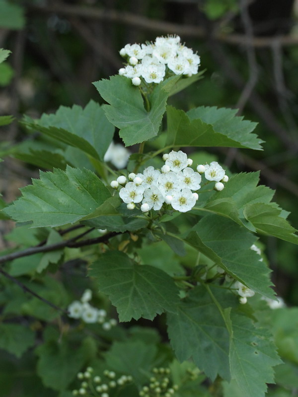 Изображение особи Crataegus chlorocarpa.