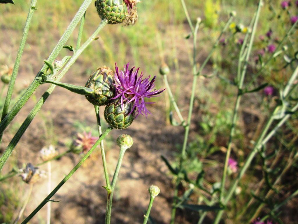 Image of Centaurea adpressa specimen.