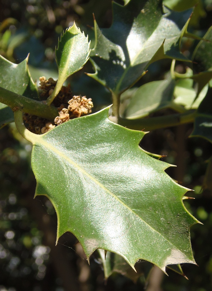 Image of Ilex aquifolium specimen.