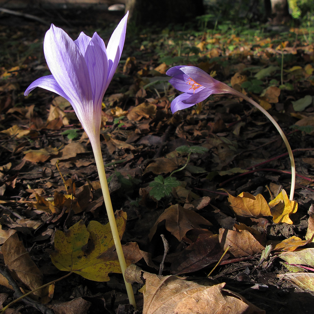 Изображение особи Crocus speciosus.