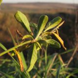 Convolvulus cantabrica