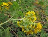 Chrysanthemum indicum