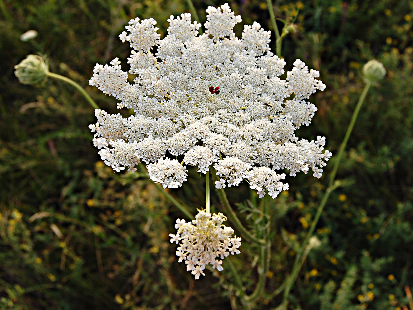 Image of Daucus carota specimen.