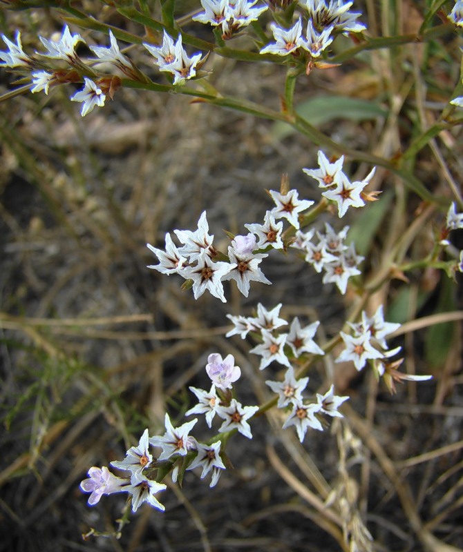 Image of Goniolimon tataricum specimen.