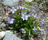 Viola sieheana