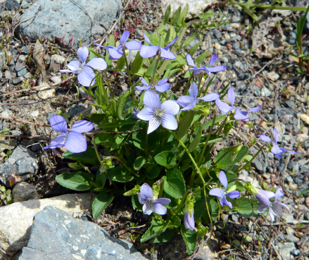 Изображение особи Viola sieheana.