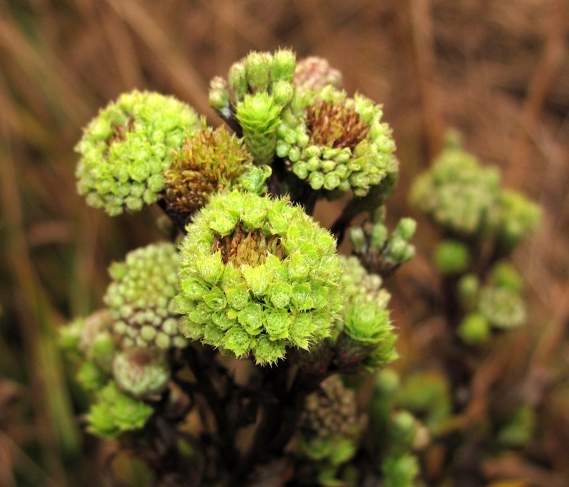 Изображение особи Cirsium arvense.