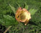 Geum rivale