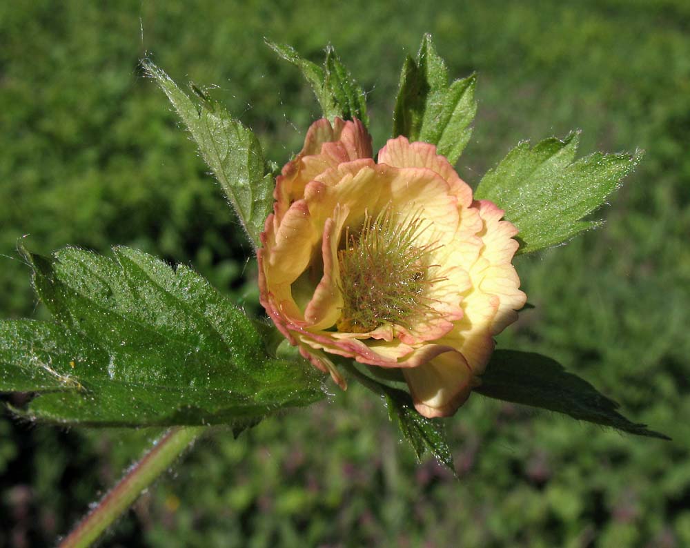 Image of Geum rivale specimen.