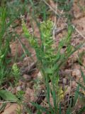 Aethionema carneum