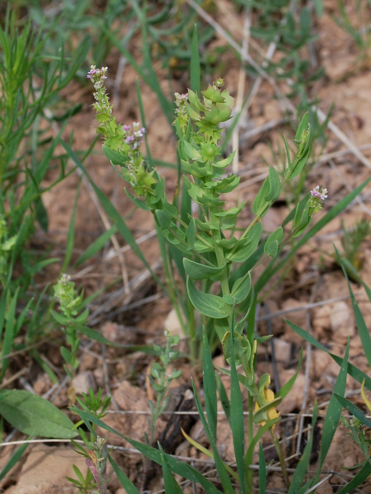 Изображение особи Aethionema carneum.