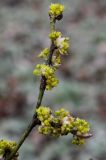 Lindera obtusiloba. Цветущая ветка. Германия, г. Дюссельдорф, Ботанический сад университета. 02.03.2014.