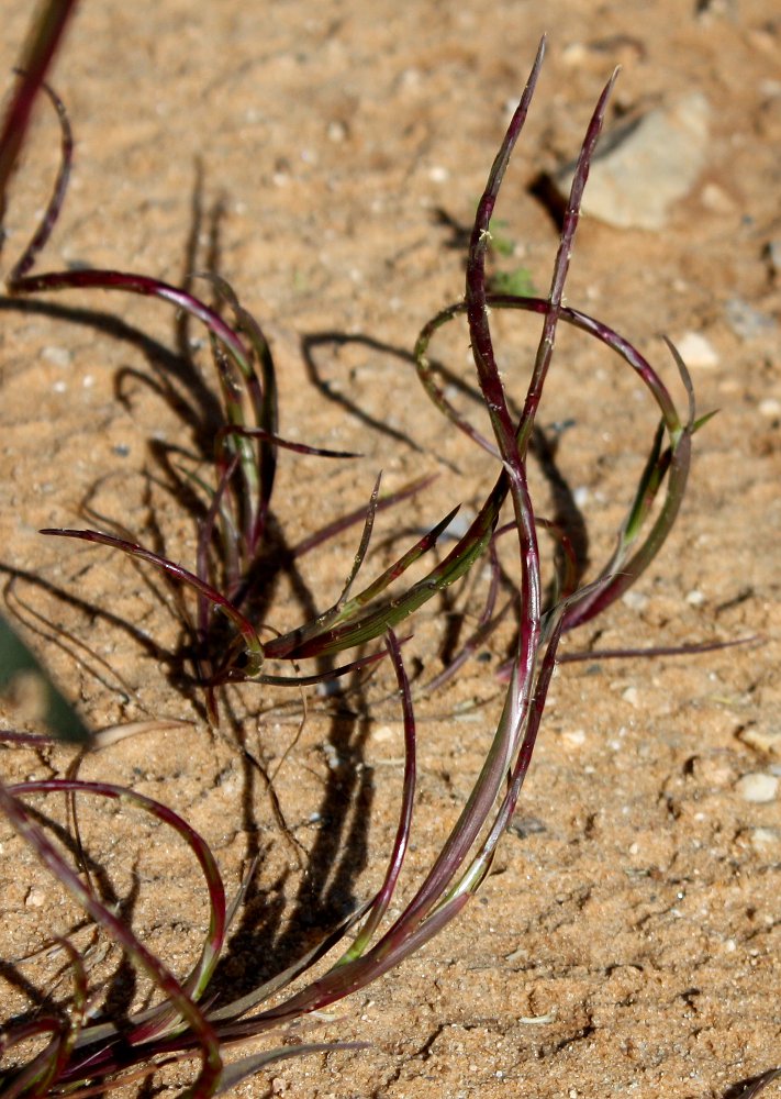 Изображение особи Parapholis marginata.