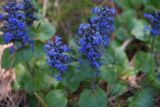 Ajuga genevensis