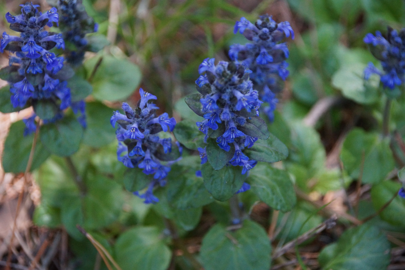 Image of Ajuga genevensis specimen.