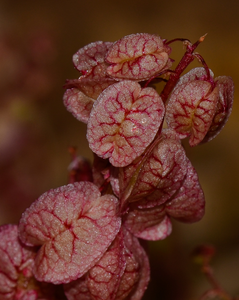 Изображение особи Rumex vesicarius.