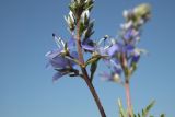 Veronica capsellicarpa