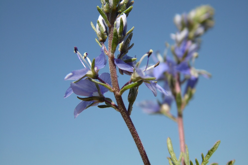 Image of Veronica capsellicarpa specimen.