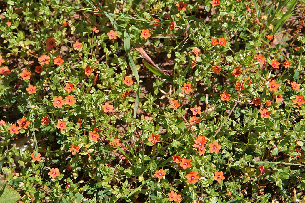 Image of Anagallis arvensis specimen.